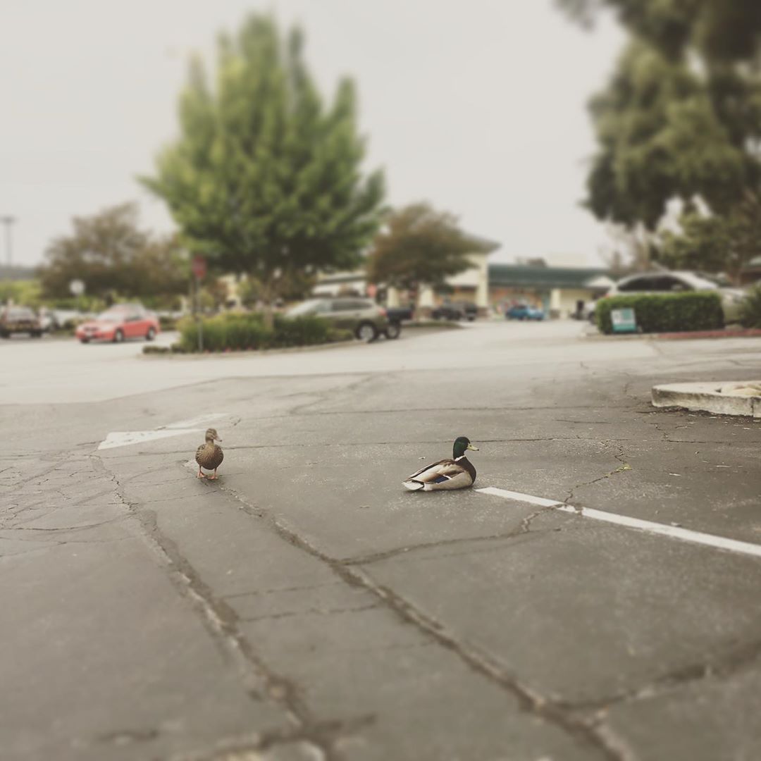 <p>š¦ when you pave over a lake. #duck #ducksofinstagram #pavedparadise #parkinglot #jonimitchell #folkmusic #fact<br/>
<a href="https://www.instagram.com/p/Bx0-E8LBa8e/?igshid=13t5ug24v96d5">https://www.instagram.com/p/Bx0-E8LBa8e/?igshid=13t5ug24v96d5</a></p>