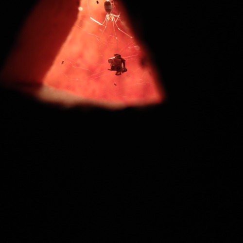 tumblr photo