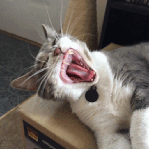 cat screaming gifs | WiffleGif