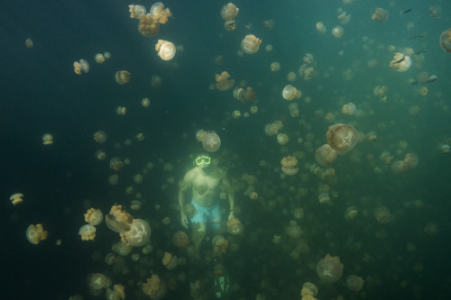 Palau’s Famous Jellyfish Lake is Losing JellyfishJellyfish Lake,...