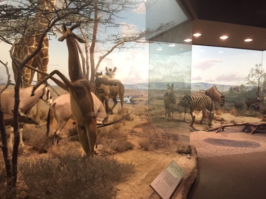 Hall of African Wildlife at Carnegie Museum of Natural History