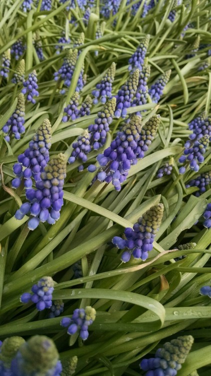 <p>Grape hyacinths close-up </p>