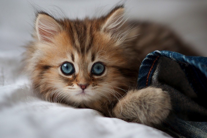 The Kitten Who Won The Internet
Source: http://bit.ly/2b1E8zk