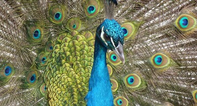 <p>Male peacock</p>