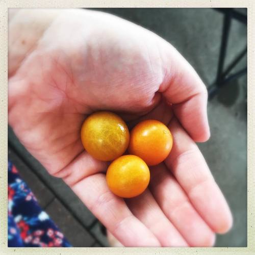<p>Bonus of this contest - a really sweet old man just walked by with a giant bag full of the most delicious golden cherry tomatoes I’ve ever eaten. They made a nice side dish to my #paleo snack bags. #beefjerky #eatingpaleoontheroad (at Bluegrass Along The Harpeth)</p>