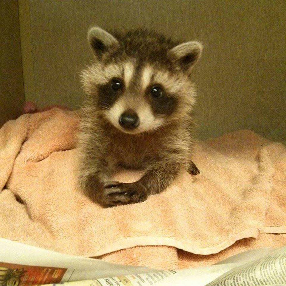 Baby racoon wants you to have a great sunday
Source: http://bit.ly/2foY4Rs