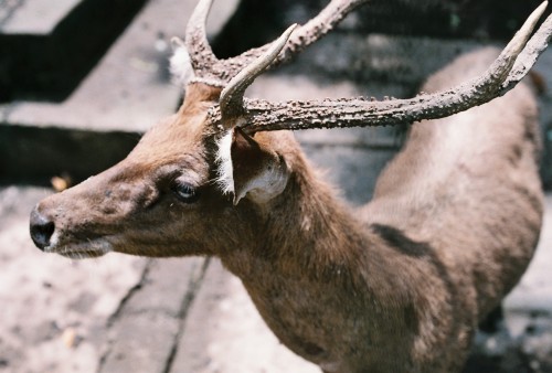 Deer at Ubud Monkey Forest, Bali Photo by Holly Pearson... tumblr njva6xdSVM1qzya49o1 500 Deer at Ubud Monkey Forest, Bali Photo by Holly Pearson...