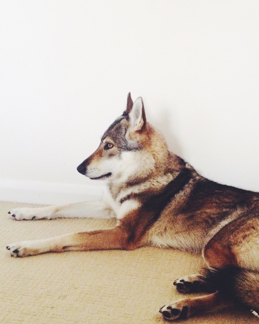 the-little-wolfdog:
“ Staring into nothingness as she was taken off charge too early (look bottom right)
”
