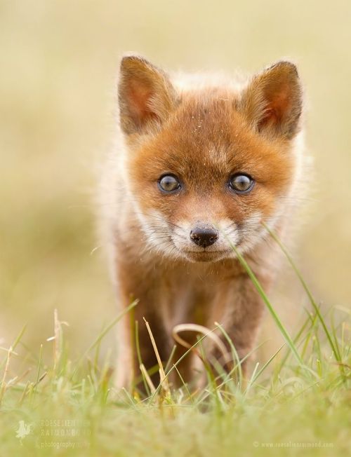 Resistance is Futile by Roeselien Raimond
Can you resist a face like that?
I sure know i can’t.
Guess I’m a sentimental fool when it comes to cute innocent faces like these …