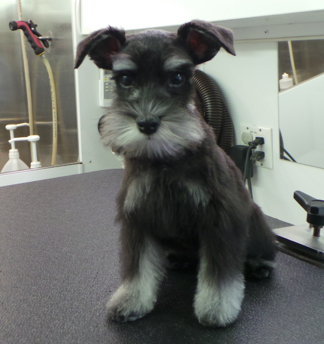 <p>Sophie @ 8 weeks</p>