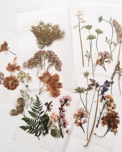 Flowers bring me so much joy! And unsurprisingly I adore them even more when they’ve aged and faded. Here are some of flowers I’ve gathered during different walks around my neighborhood that I’ve pressed. It’s amazing to me the variety of florals...