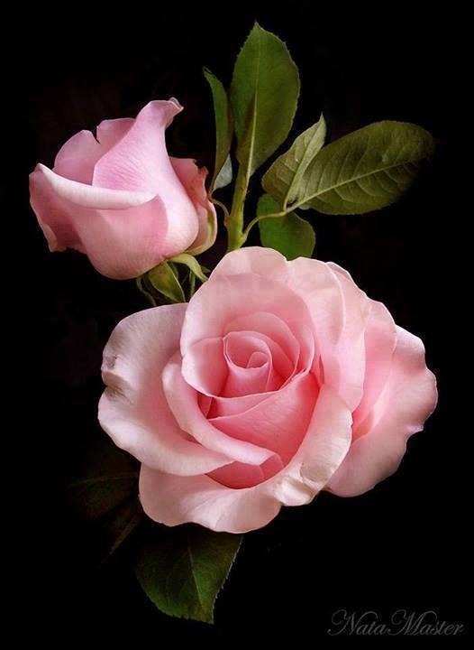 touchn2btouched:
““Even if love is full of thorns, I’d still embrace it for I know that in between those thorns, there is a rose that’s worth all the pain.”
Unknown
”
