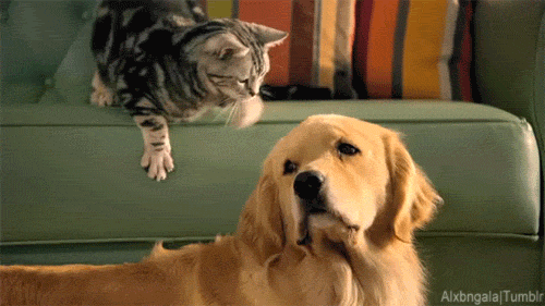 When I file a story early and the editor just sits on it
gif via catgifcentral