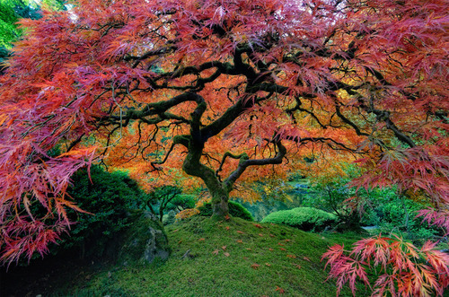 Resultado de imagen para arbol tumblr