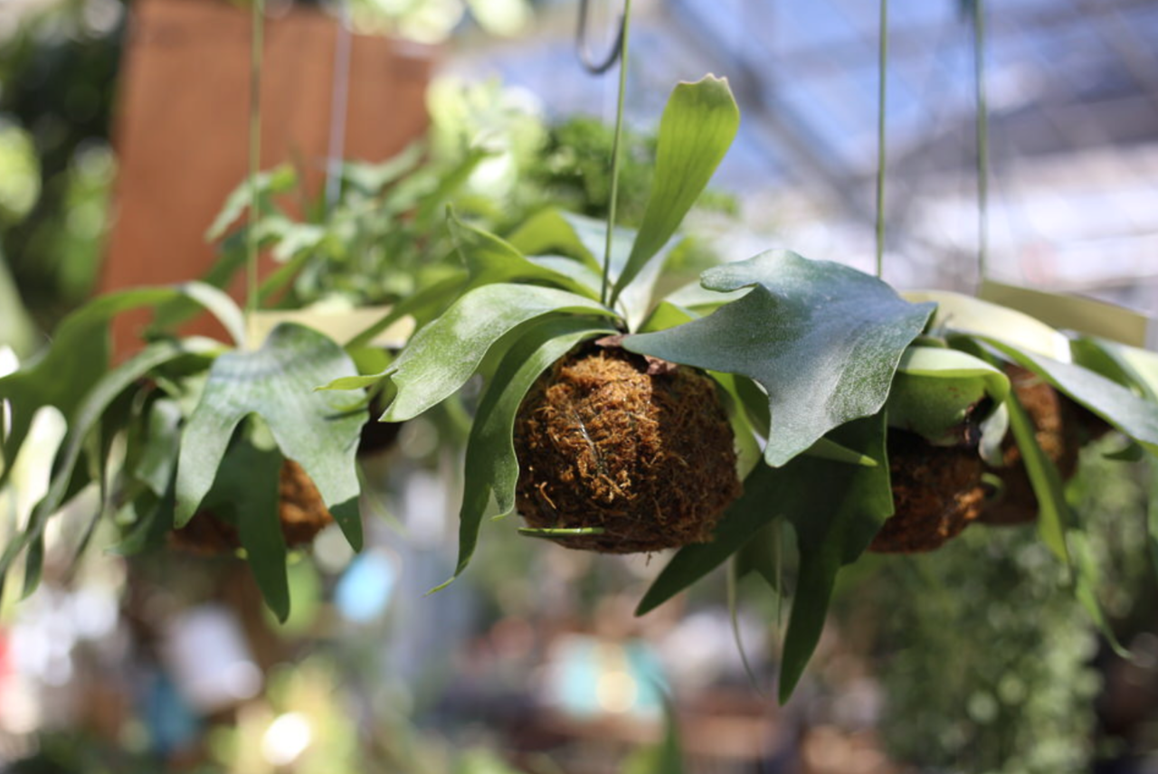 <p>Kokedama, I love you!</p>