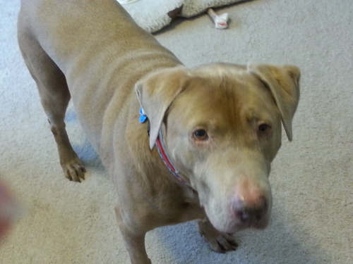 <p>Speaking of old dogs, look how awesome this dog is. Tho, to be fair, he knows no tricks…<br/></p>