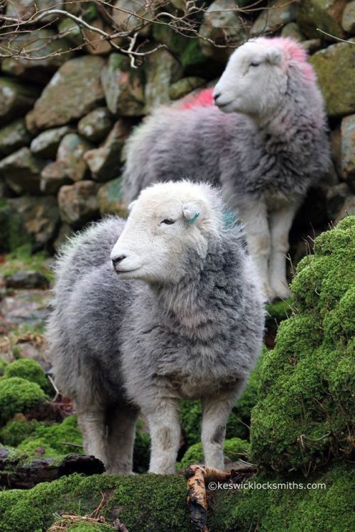 pagewoman:
“ Herdwick Sheep, Lake District, Cumbria, England
by keswicklocksmiths.com
”