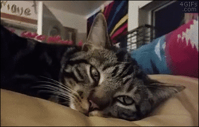 startled cats Memes & GIFs - Imgflip