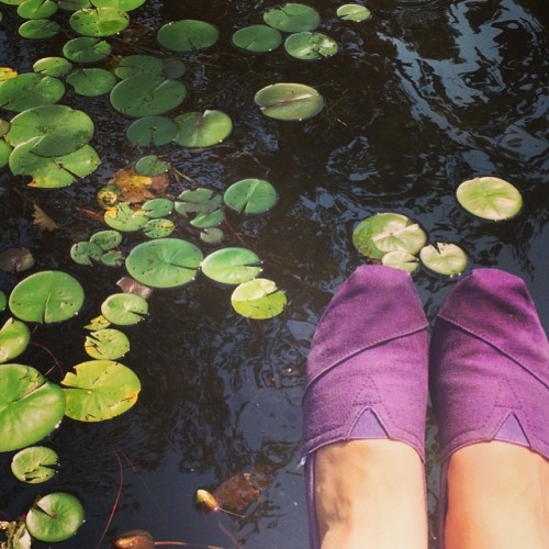 <p>Hovering above the lily pads #toms #newhampshire #laketime #motherdaughterroadtrip (at Partridge Lake)</p>