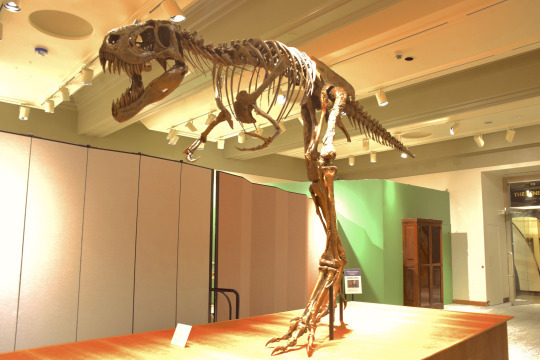 the finished reconstructed T-Rex