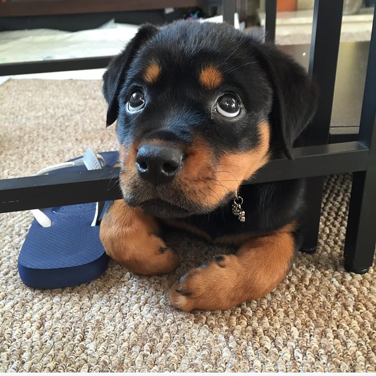 Chew your flip flop… who me?!
Source: http://bit.ly/1U880xV