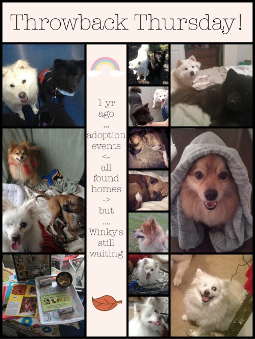 <p>Throwback to over a year ago - a nice throwback, for everyone except our Winky!</p>
<p>Thank you Delta Bosleys for all your support and hosting these wonderful adoption days!</p>