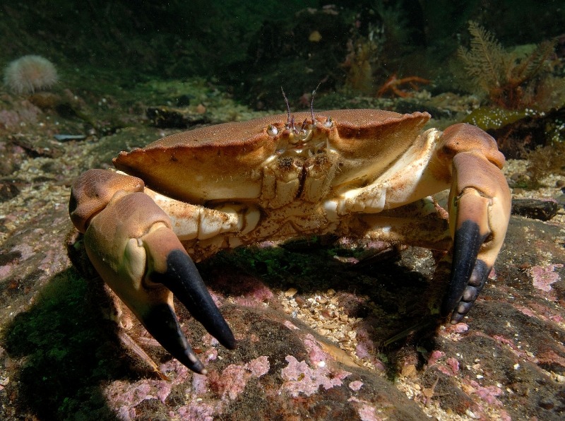 Related Keywords & Suggestions for edible crab