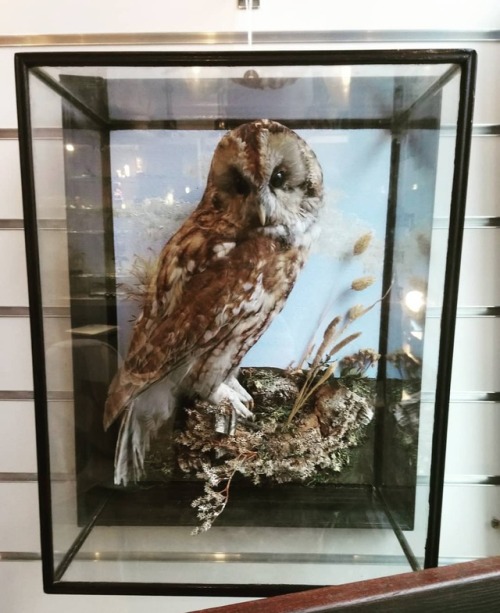 <p>A good ole #antique #owl #Eclectic #Hove <br/>
<a href="https://www.instagram.com/p/BpznJ59HqCd/?utm_source=ig_tumblr_share&igshid=14rfp5jqmacj0">https://www.instagram.com/p/BpznJ59HqCd/?utm_source=ig_tumblr_share&igshid=14rfp5jqmacj0</a></p>