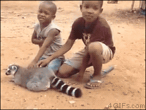 4gifs:

You must scratch the lemur. [video]
