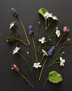 Small flora gathered during my walk this morning. Prepping for pressing.