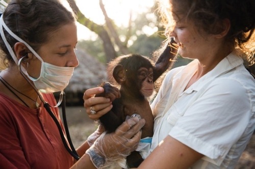 Rescuing Orphaned ChimpsThe Chimpanzee Conservation Centre...