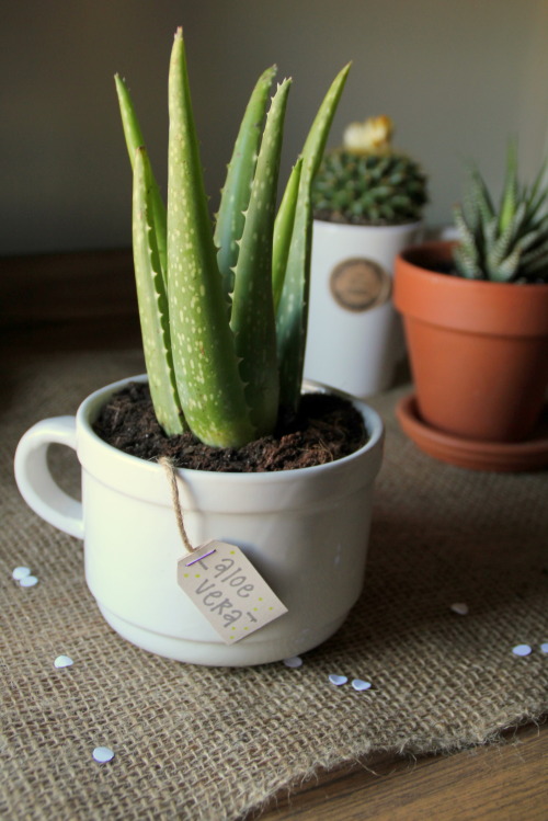 DIY “Tea Bag” Plant Label ♥<br />1. Find a large mug, and put your plant in place.<br />2. Staple a small strand of twine/string between a small folded rectangle. Label one side with your plant’s name, and the other side with the care instructions. Snip off...