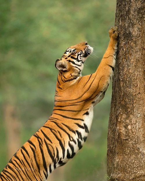 Bengal Tiger by © shaazjungphotography