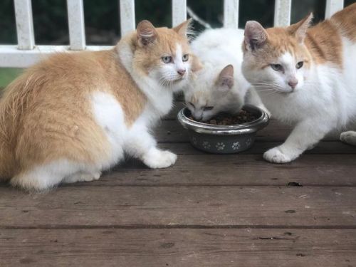 <p>Happy #internationalcatday from our four hooligans. You may remember, Buster is the OG - we actually chose to bring him here on purpose. The Creamsicle Kids just sort of appeared over time. Side effect of living toward the end of a country road. But we love them all just the same. As you can tell from the two separate bowls, they don’t love each other all the same. But world peace doesn’t happen overnight. #buster #gretsch #gretchen #leohickman #orangeandwhitecats #blackandwhitecat (at Fiddlestar)<br/>
<a href="https://www.instagram.com/p/B05-oIcBbHb/?igshid=pzj6s5sbl8l7">https://www.instagram.com/p/B05-oIcBbHb/?igshid=pzj6s5sbl8l7</a></p>