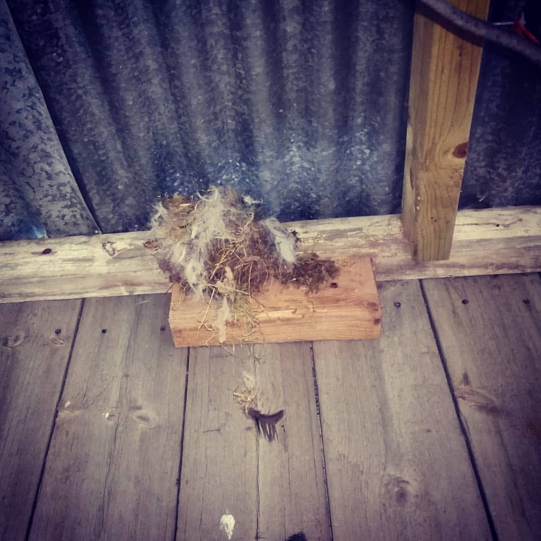 <p>The nesting swallows have put the stray alpaca fleece to good use<br/>
#nests<br/>
#alpaca fleece<br/>
(at Monmouthshire Turkeys)</p>