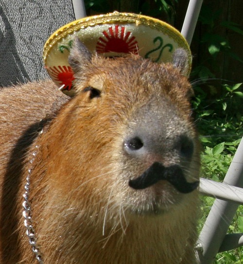 Capybara Privilege Capybara Privilege