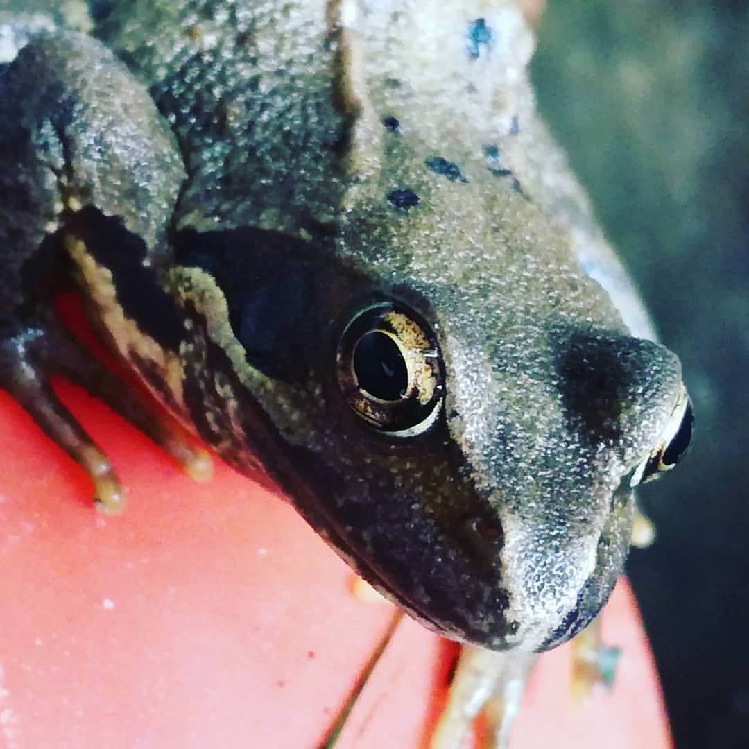 <p>Found out why one of the water troughs keeps over filling - this little guy using the ballcock as a pool lounger. (at Raglan, Monmouthshire)</p>