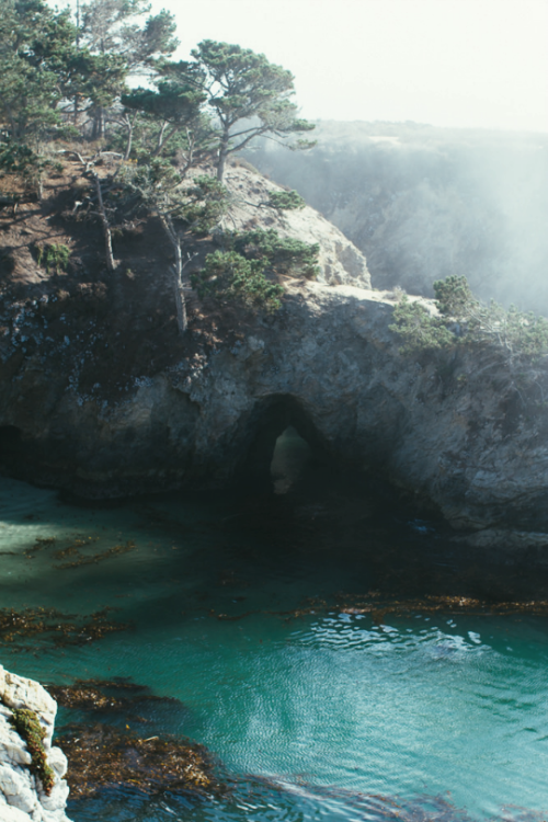 expressions-of-nature:
“Point Lobos, California by j*lewis
”