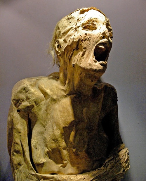 reallifeishorror:
“ One of the naturally mummified screaming Mummies of Guanajuato, placed in graves during an outbreak of cholera in 1833. Although its believed that some of the sick and dying may have been buried alive, in death the jaw naturally...