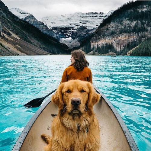 photography animals hipster indie