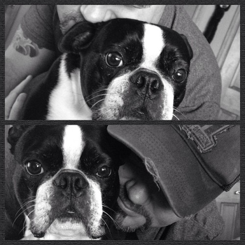 <p>Good morning from #myboys #bostonterrier #bostonterriercult #sirwinstoncup (at Lynch Chowning Music Camp Headquarters)</p>