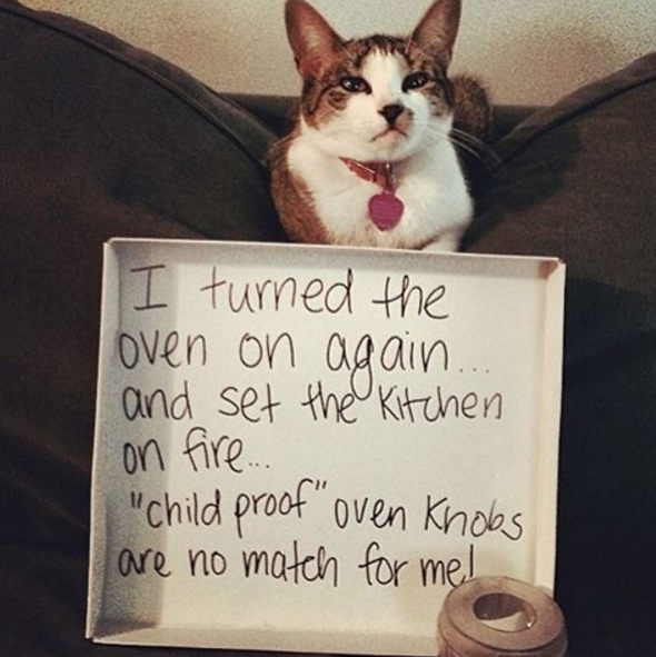 Image result for cat shaming pics