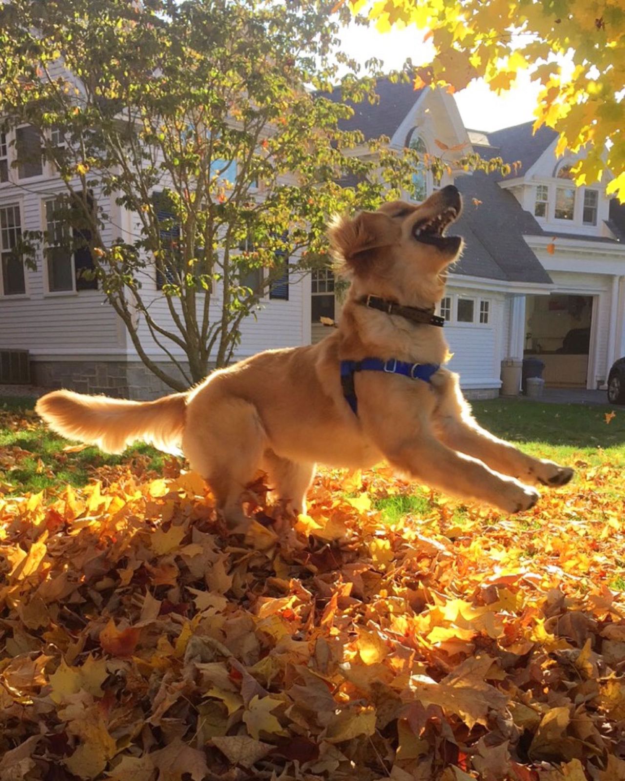 Puppy playing in the leaves for the first time (Source: http://ift.tt/2e1aixj)