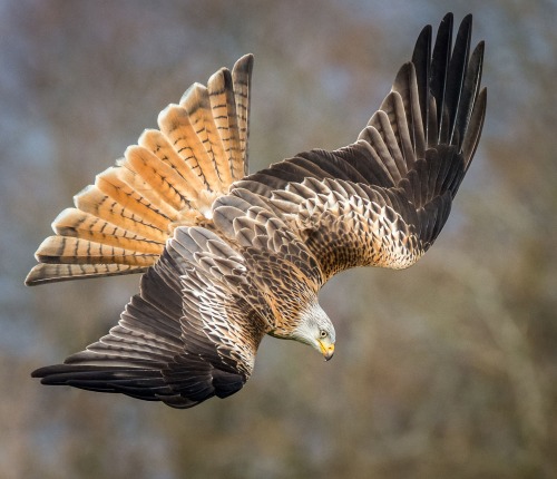 beautiful-wildlife:
“ The Elegant Kite by Howie Mudge
”