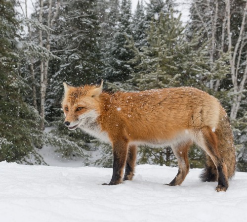 Fox in Snow by © Daniel Parent
Ontario, Canada