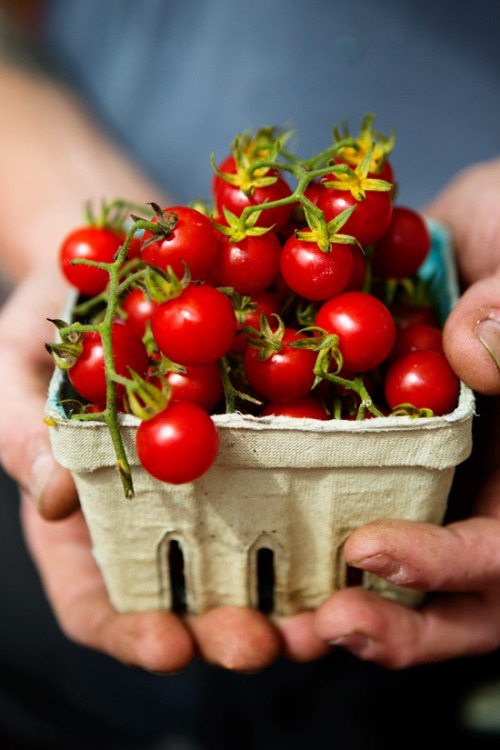 Adoro tomates…tomatinhos…amoooooooo oooooocoisalindaaaaaa!