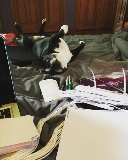 <p>Sunday morning camp prep with my helper. I love this time - CBS Sunday Morning on in the background, thinking about all the fun people we’ll be welcoming in a few days. #nametags #checks #spreadsheets #nashvillemandolincamp #bostonterrier #flatnosedogsociety #mandolin (at Fiddlestar)</p>