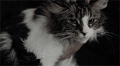 nicotina. (s.b) Tumblr_oeuc53Lu1Y1r4vi3xo1_250