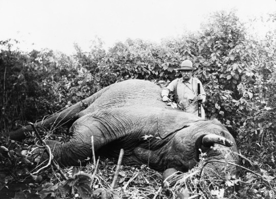 Teddy Roosevelt standing with a dead elephant