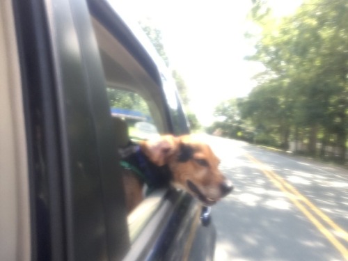 <p>The beagle loves riding in the car. My goal is to be as happy as this whenever possible.<br/></p>